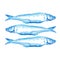 Hand Drawn blue watercolor illustration a group of Atlantic mackerel fish on white background.