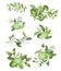 Hand drawn bouquets and compositions of blooming lime green lemon tree branches