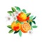 Hand drawn bouquets and compositions of blooming orange valencia tangerine tree branches isolated on a white