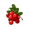 Hand drawn branch lingonberry berries with leaves. Fresh summer berries. Fruit botany cartoon vector illustration. Fresh