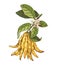 Hand drawn Buddha s fingers citron branch