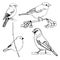 Hand-drawn bullfinch. Vector sketch illustration.