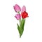 Hand drawn bunch of three side view pink tulip flower