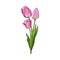 Hand drawn bunch of three side view pink tulip flower