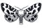 Hand drawn butterfly tattoo. Spotty butterfly. Arctia Caja Americana. Dotwork tattoo.