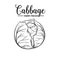 Hand drawn cabbage icon.