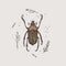Hand-drawn chafer beetle on a light isolated background.