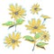 Hand-drawn chamomiles, daisies. Autumn flowers yellow feverfew.