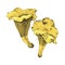 Hand drawn chanterelle mushrooms