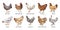 Hand drawn chicken breeds vector collection