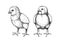 Hand drawn chicken sketches. Cute black contoured chick drawings. Little lovely feathered baby bird in engraved style. Vector
