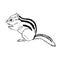 Hand drawn chipmunk. Black and white vector illustration in retro style