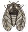 Hand Drawn Cicada Steampunk Element in Sepia.