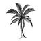 Hand drawn coconut tree, natural plant sign, vector