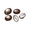 Hand drawn coffee berries by vector illustration. Fruits of a coffee tree in a section, coffee grains.