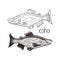 Hand drawn coho fish black and white and color isolated on white background. Vector coho fish