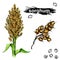 Hand drawn color vector illustration set of sweet sorghum, grain, branch. sketch. Vector eps 8.