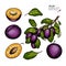 Hand drawn colored plum, half, leaves and branch. Vector engraved illustration. Juicy natural fruit. Food healthy