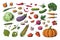 Hand drawn colored vegetables. Food sketch collection, healthy vegan garden vegetables. Vector carrot potato tomato