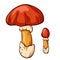 Hand drawn colorful caesars mushroom. Amanita caesarea in line art style. Vector illustration isolated on a white