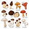 Hand drawn colorful edible mushrooms collection in cartoon style. Autumn design. Boletus, Chanterelle, Honey agaric