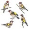 Hand Drawn Colorful Goldfinch Bird Sketch