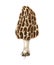 Hand drawn colorful morel mushroom