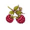 Hand drawn colorful raspberries on a branch.