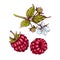 Hand drawn colorful raspberry berries and branch with leaves and flower.