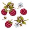 Hand drawn colorful raspberry berries and branch with leaves and flower.