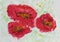 Hand drawn colorful Three red poppys close-up on white paper, spring and summer shades. Abstract watercolor, paper grain