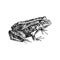 Hand drawn common water frog