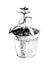Hand drawn crassula vector image. House plant in a pot. Black illustration on white background.