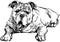 Hand drawn Cute english bulldog