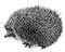 Hand-drawn cute hedgehog illustration