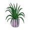 Hand drawn cute summer illustration of growing chlorophytum in pot. Vector simple colored doodle style.Home plant icon