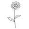Hand drawn daisy. Vector outline illustration with flower Chamomile. Line art isolated