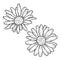 Hand drawn daisy. Vector outline illustration with flower Chamomile. Line art isolated