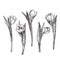 Hand drawn decorative tulips isolated on white. Hand drawn illustration. Ink drawing flowers. Contour pencil drawing