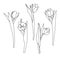Hand drawn decorative tulips isolated on white. Hand drawn illustration. Ink drawing flowers. Contour pencil drawing