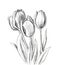 Hand drawn decorative tulips for your design