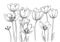 Hand drawn decorative tulips for your design
