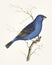 Hand drawn of deep blue grosbeak bird