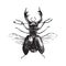 Hand drawn deer beetle