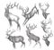 Hand drawn deer collection black and white hand drawing sketch