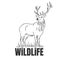 Hand drawn deer with wildlife text isolated on a white backgrounds