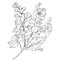 Hand-drawn delphinium flower bouquet vector sketch illustration outline larkspur flower drawing, larkspur print art