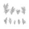 Hand drawn design vector elements. Forest collection pine branches isolated on white background.