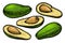 Hand drawn detailed avocado set. Vector illustration