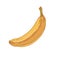 Hand-drawn detailed fresh banana in yellow skin. Raw ripened fruit with peel. Colored vector illustration of banan